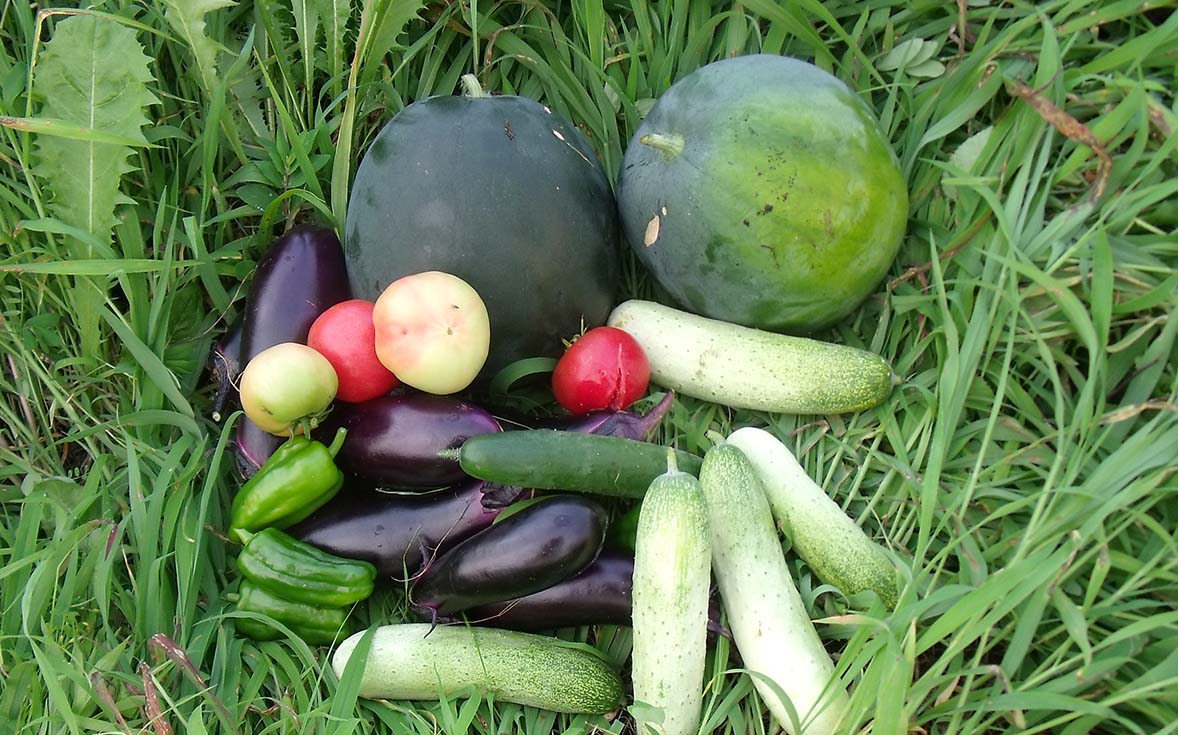 4年目の夏野菜収穫