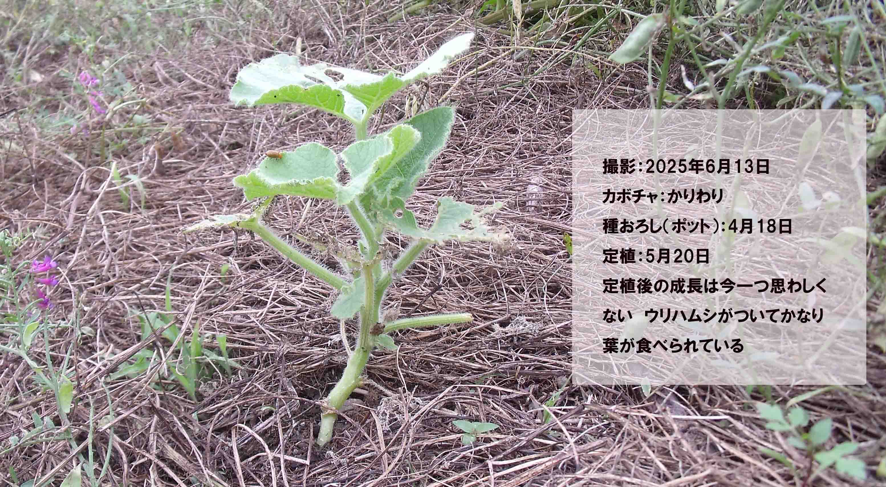 カボチャ