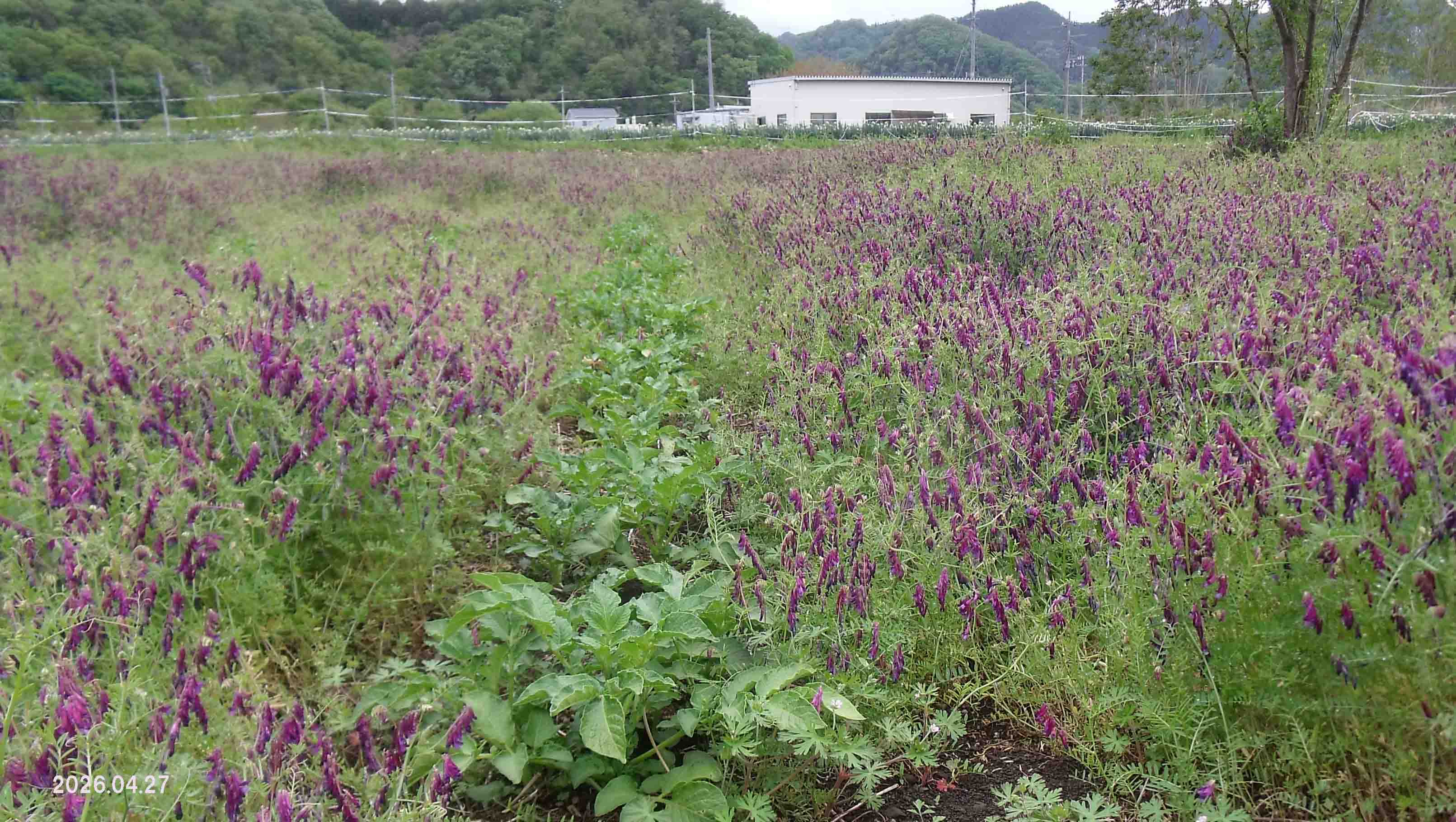 茎ブロッコリ