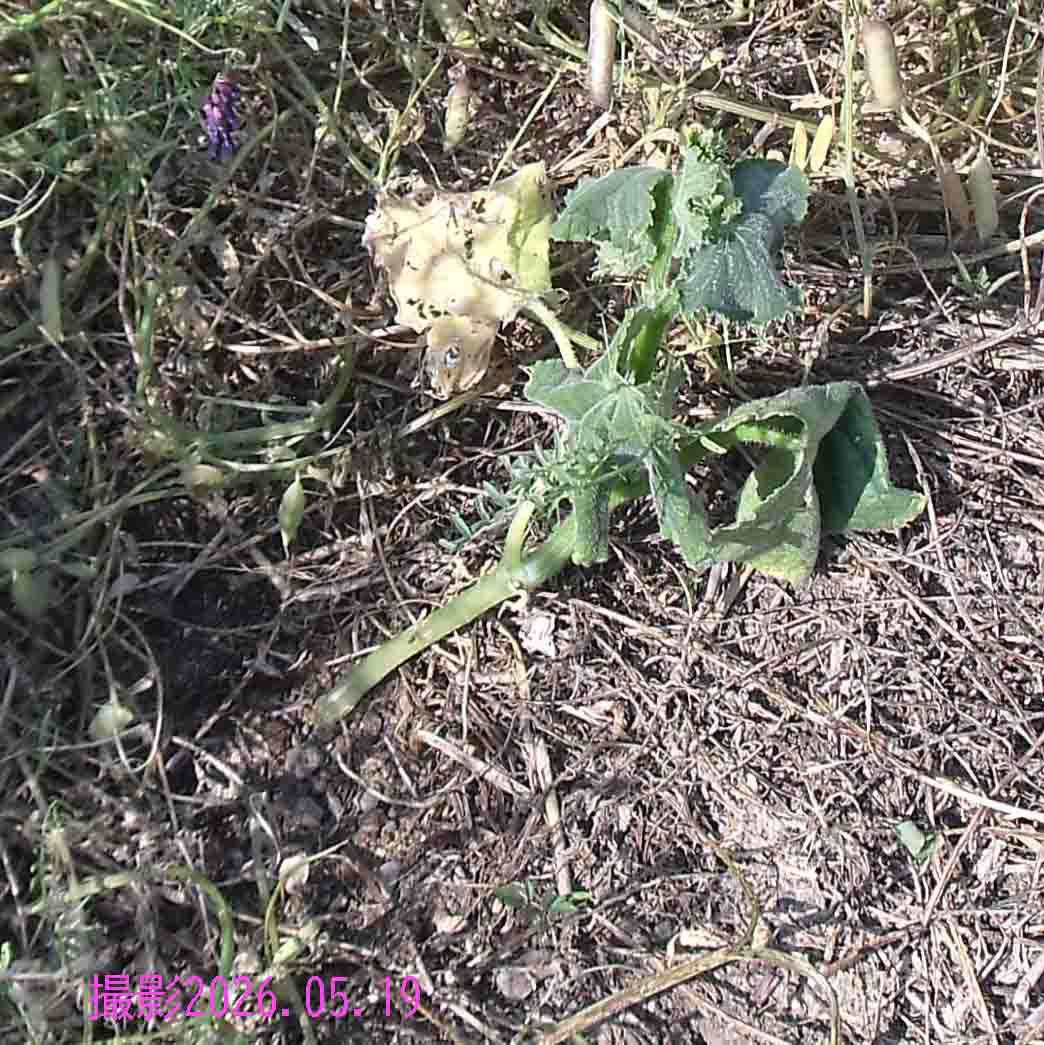 購入苗キュウリみず不足