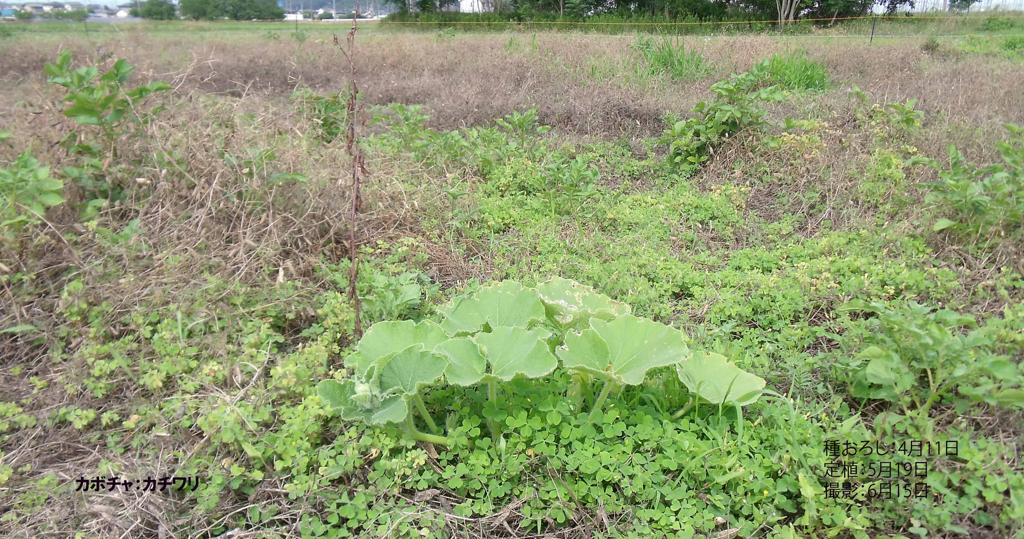 カボチャ