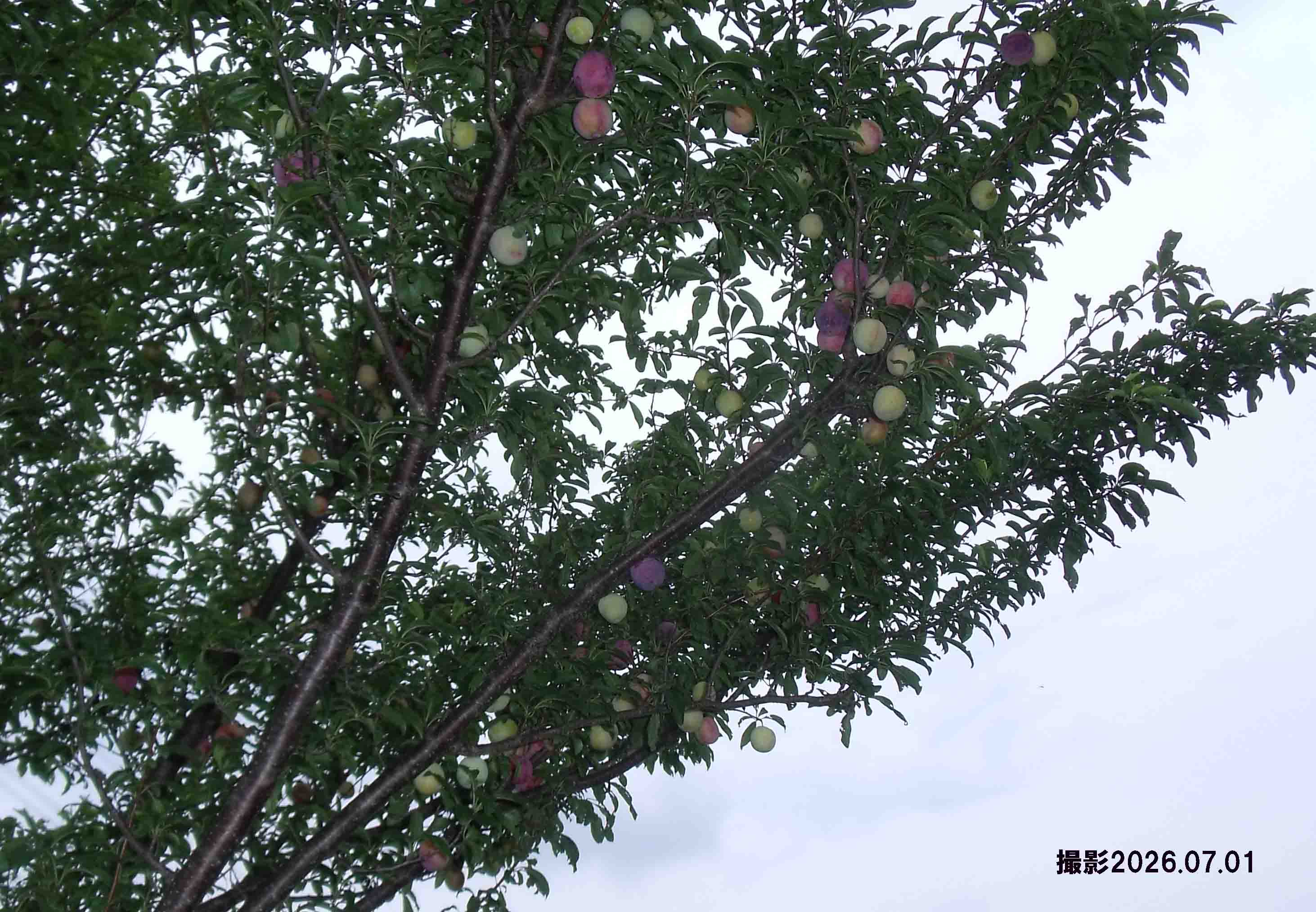 プラム