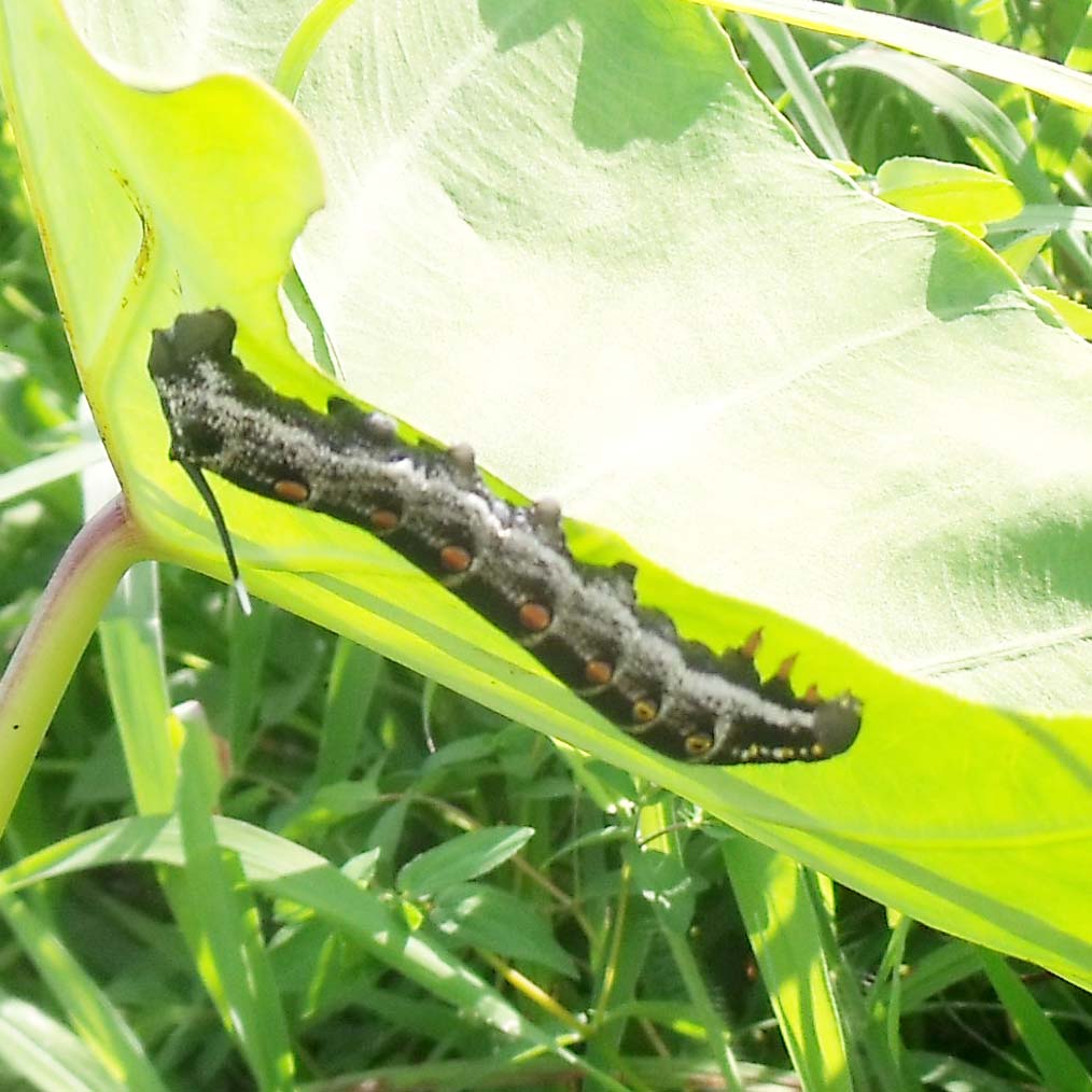 カボチャの葉を食べる蛾の幼虫