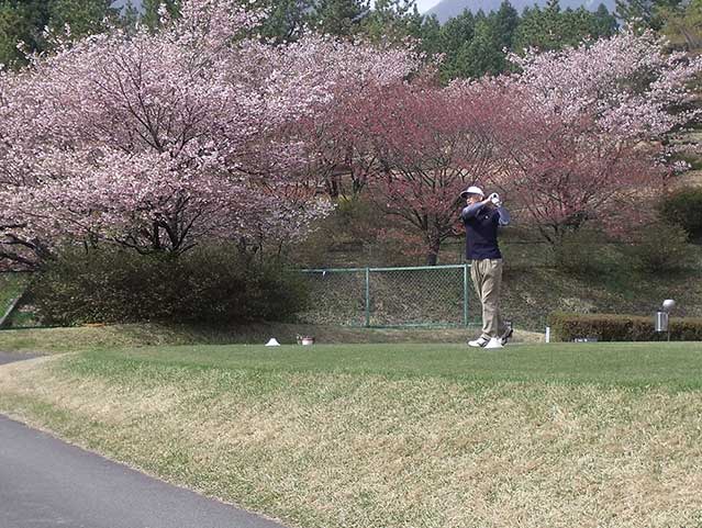 桜もスイングもきれい