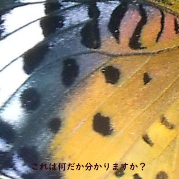 蝶