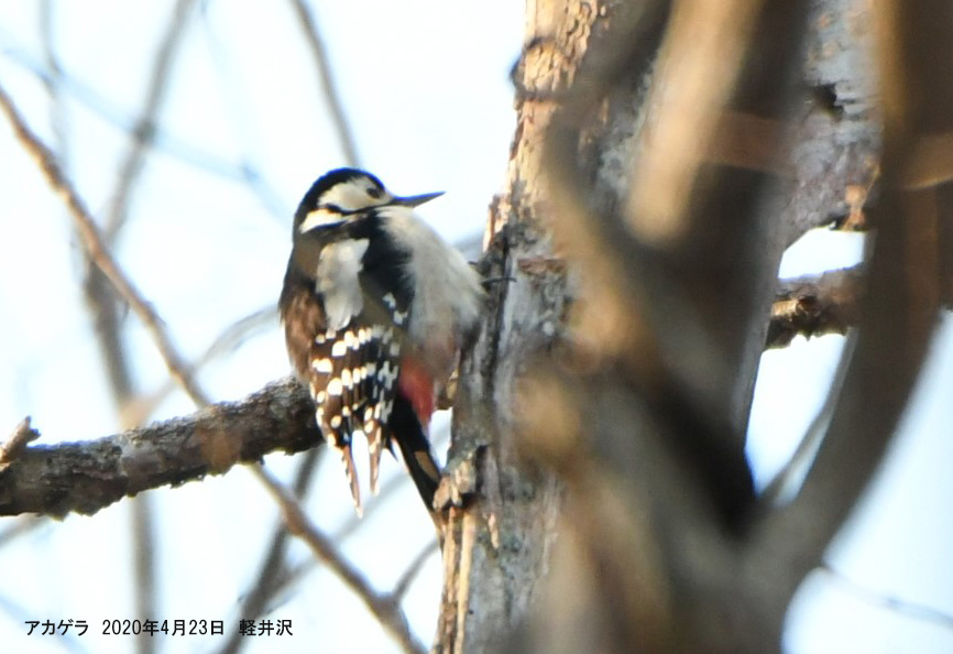 野鳥