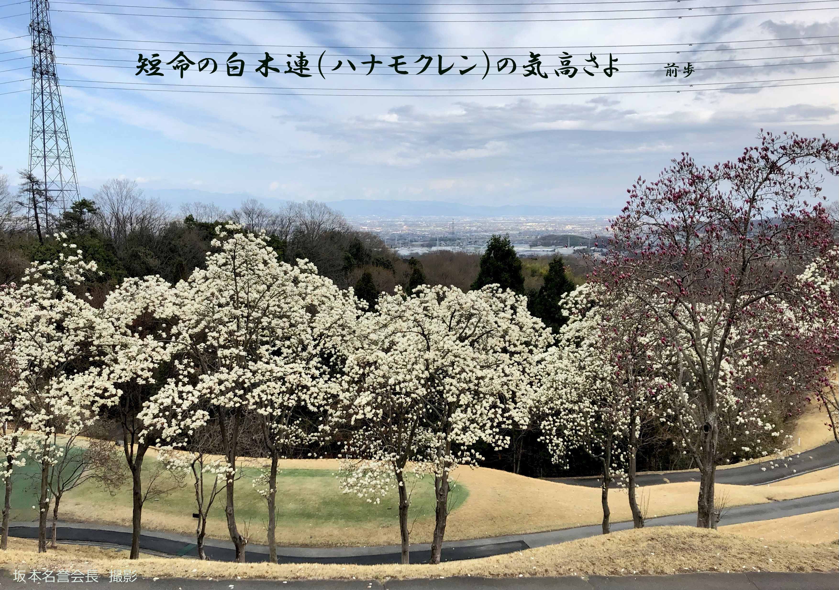 緑野cc