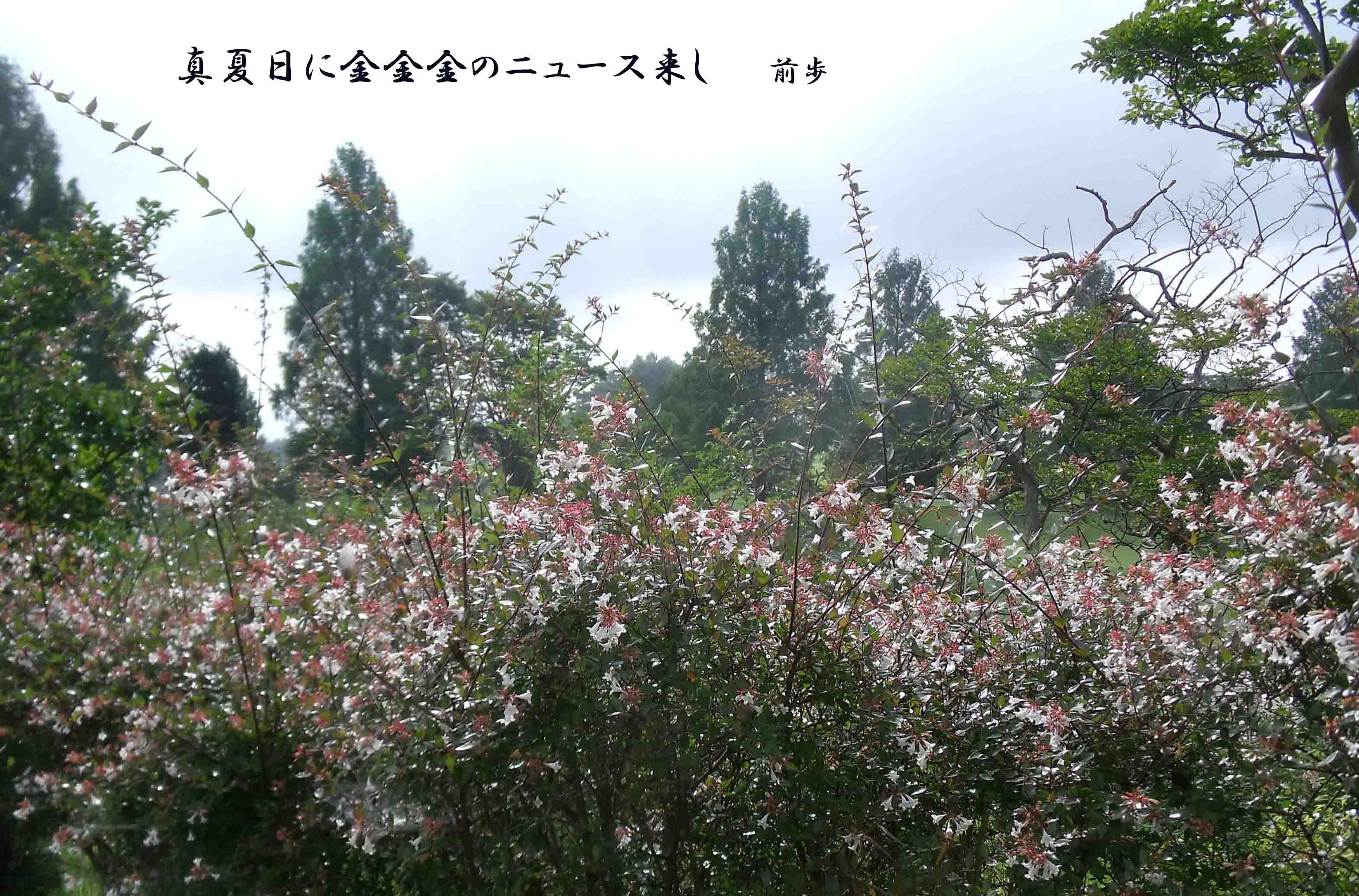 しぶかわCC