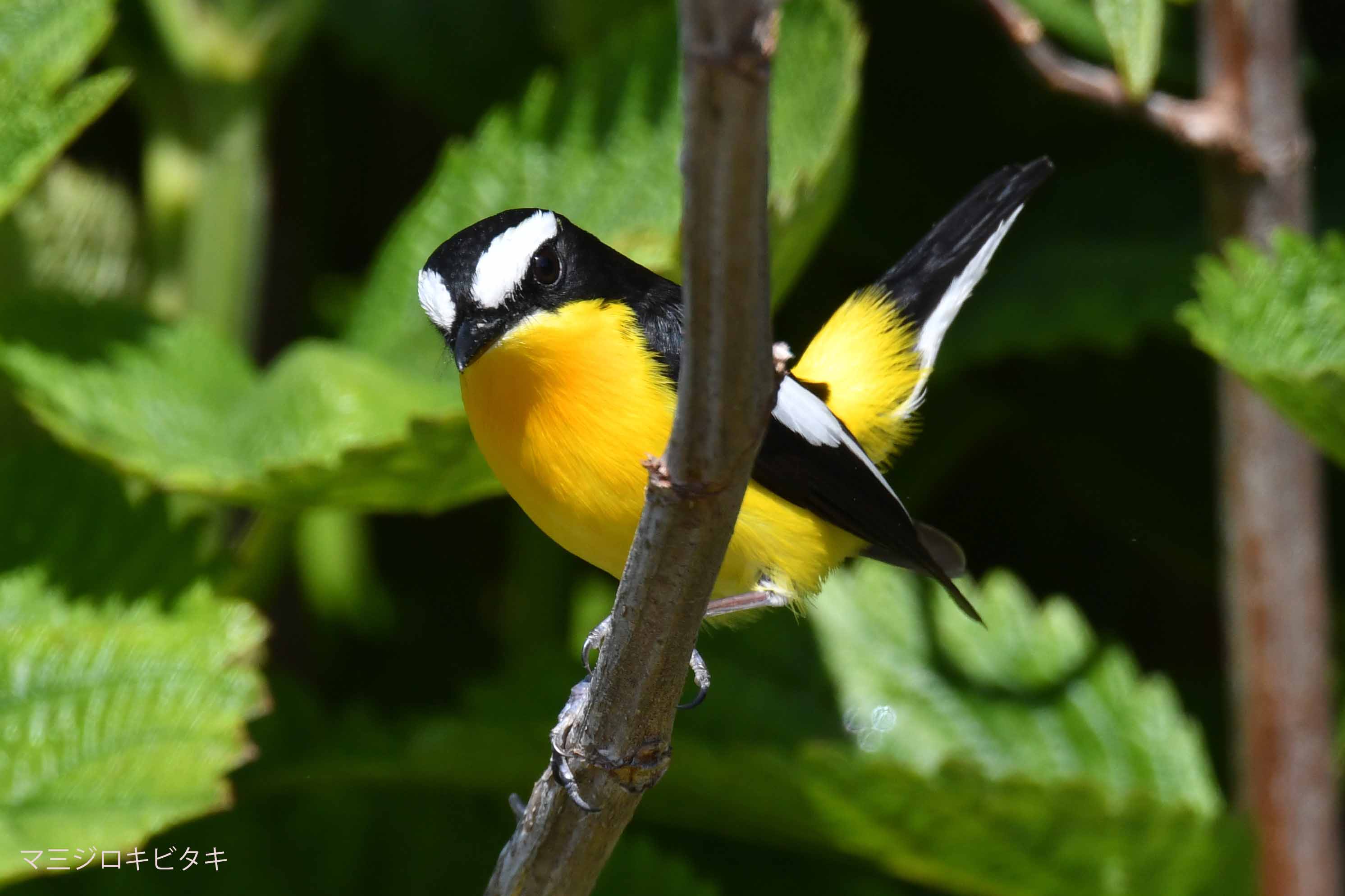 野鳥