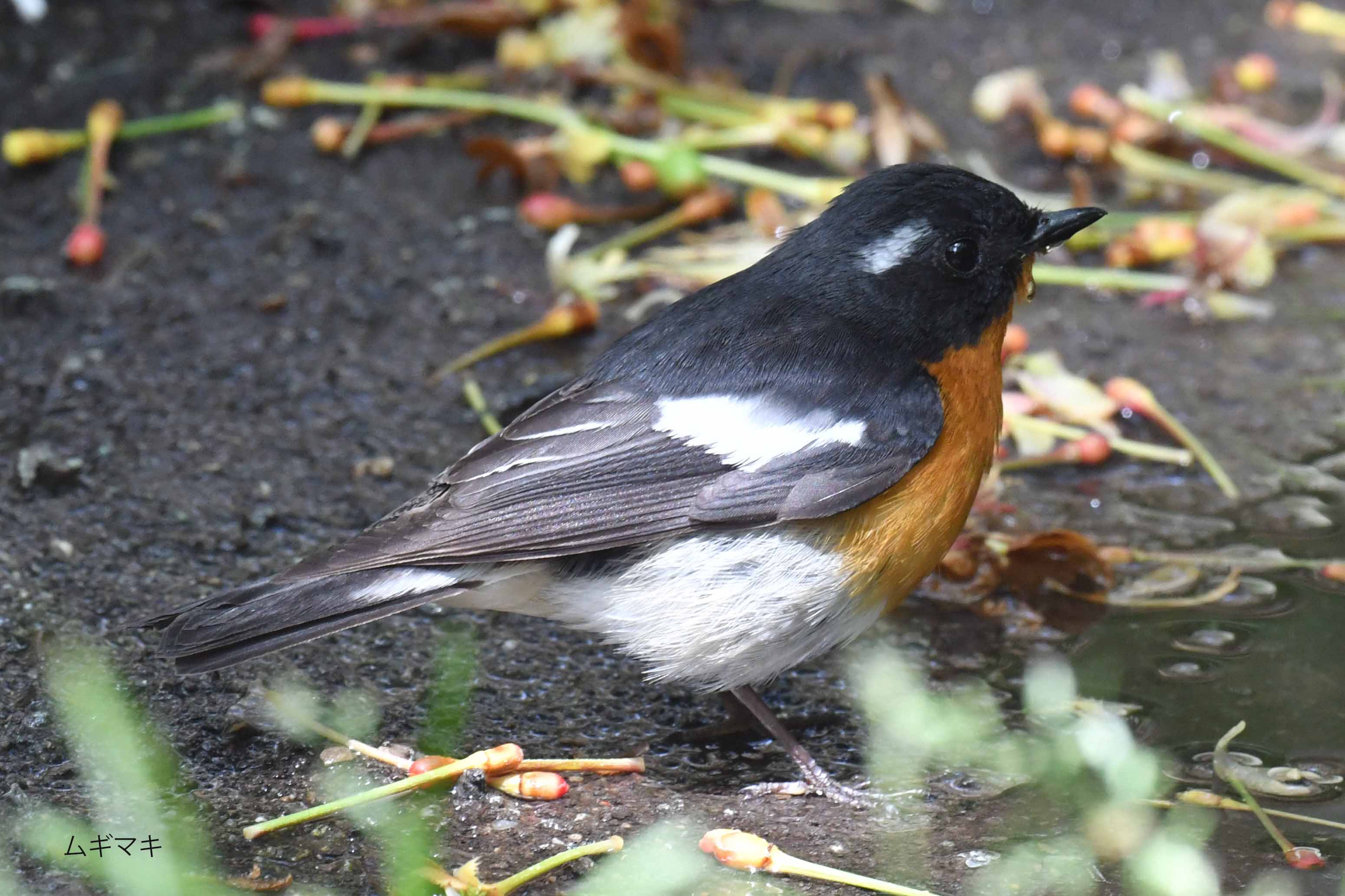 野鳥