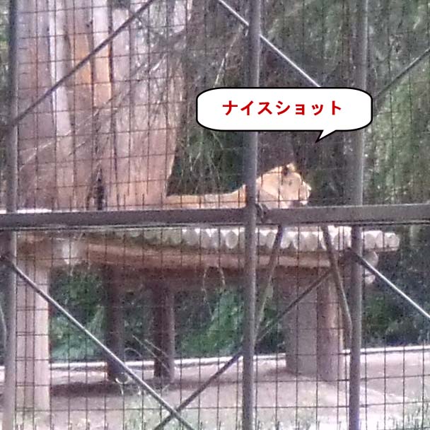ライオン写真