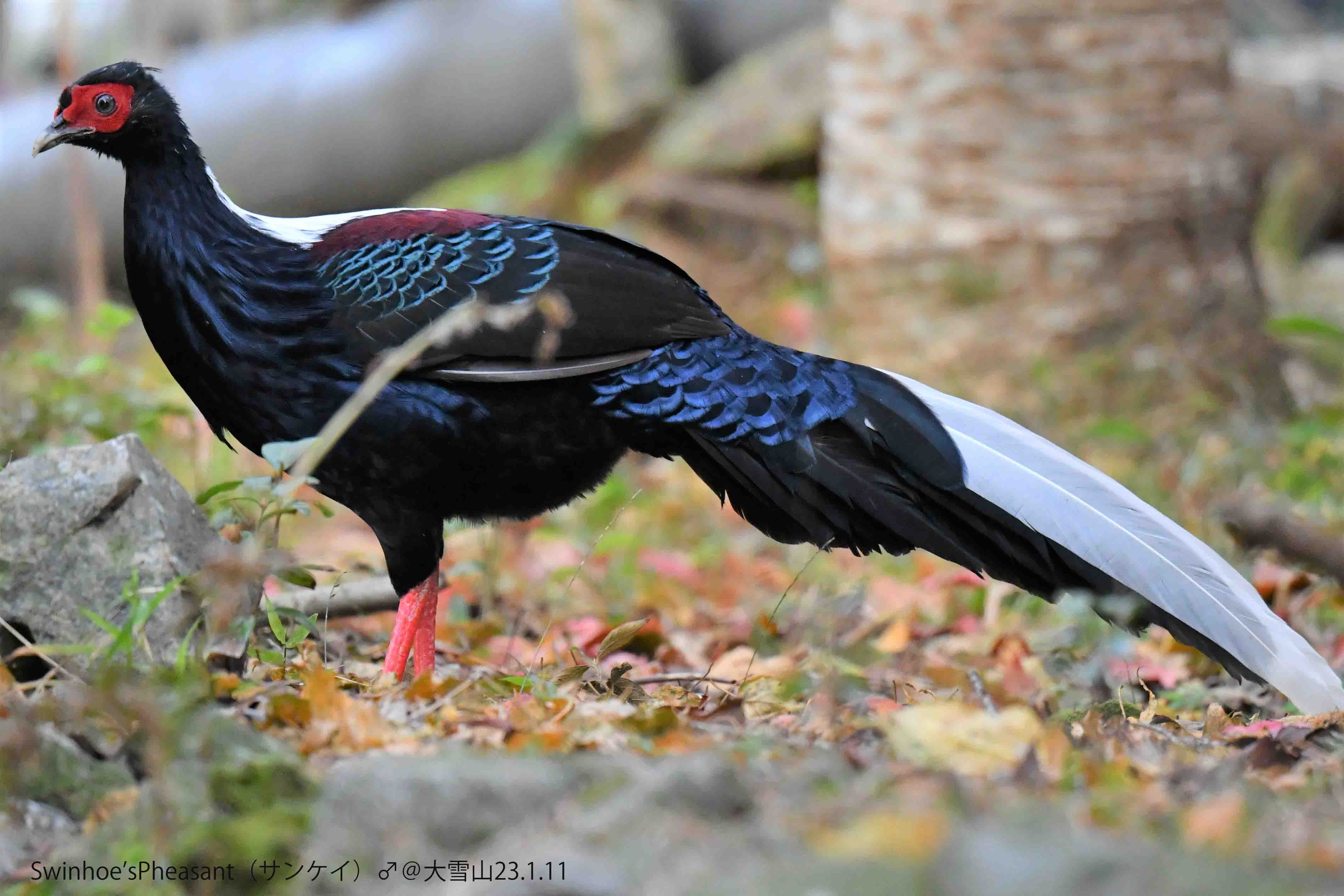 野鳥