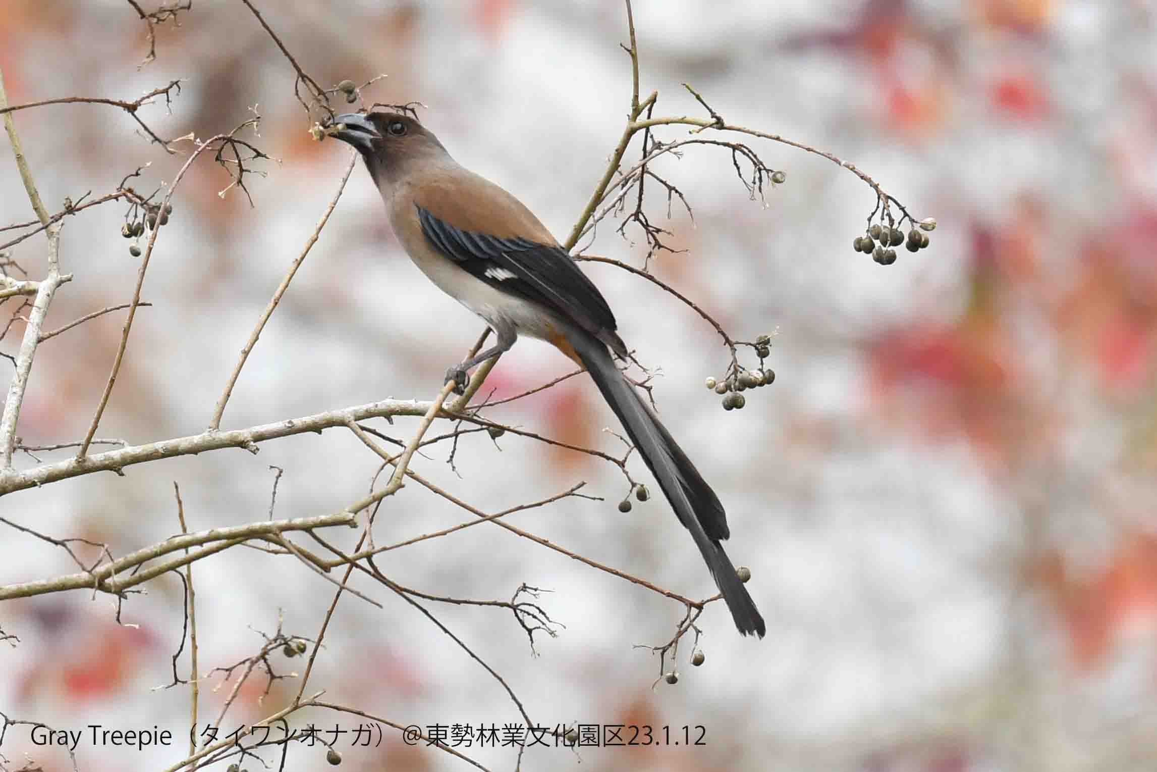 野鳥