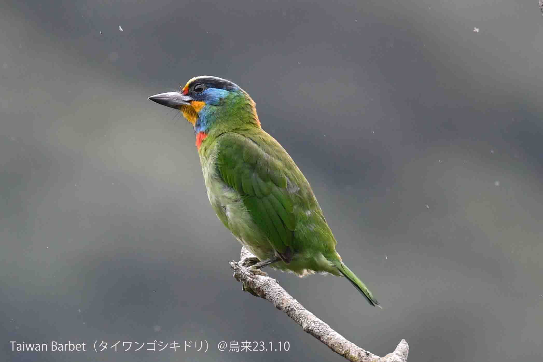 野鳥